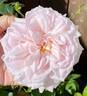 Cymbaline rose photo