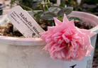 Mabelle Stearns rose photo