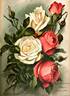 Monsieur Fréderic Daupias rose photo