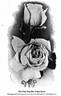 Mrs. Robert Garrett rose photo