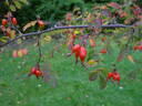Willmottiae rose photo