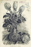Mrs. W. C. Whitney rose photo