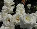 Chardonnay rose photo
