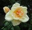 Duchess of Wellington rose photo