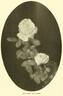 Baltimore rose photo