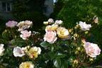 Expectation rose photo