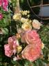 Expectation rose photo
