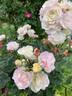 Expectation rose photo