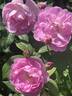 Ann's Beautiful Daughter rose photo