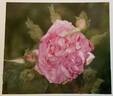 Duchesse de Parme rose photo
