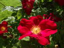 Doctor Jackson rose photo