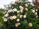 Above and Beyond rose photo
