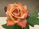 Tuscan Sun ™ rose photo