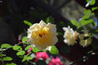 McGredy's Yellow, Cl. rose photo