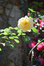 McGredy's Yellow, Cl. rose photo