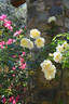 McGredy's Yellow, Cl. rose photo