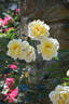 McGredy's Yellow, Cl. rose photo