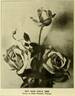 Uncle John rose photo
