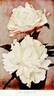 James Kelway peony photo