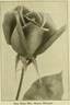 Mrs. Henry Winnett rose photo