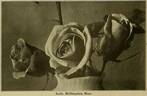Lady Hillingdon (Tea, Lowe rose photo
