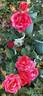 Tangerine Dream ™ rose photo