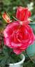 Tangerine Dream ™ rose photo