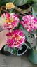 Maurice Utrillo ™ rose photo