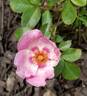 In Your Eyes™ rose photo