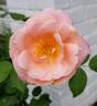 Ma Perkins rose photo