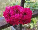 Red Wand rose photo