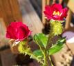 Scarlet Moss ™ rose photo