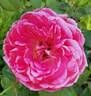 Star of the Nile ™ rose photo