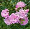 The Fairy rose photo