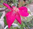 Sanguinea - in commerce as rose photo