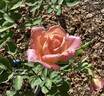 Confidence rose photo