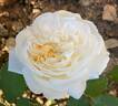 Winchester Cathedral ® rose photo