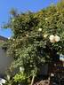 Evergreen Gene ™ rose photo