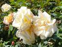 Evergreen Gene ™ rose photo