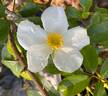 Cooper's Burmese rose photo