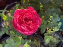 Sunblaze Dragon Fruit rose photo