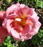 Coffee Country ™ rose photo