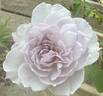 Ji Se rose photo