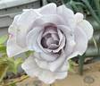 Ji Se rose photo