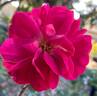 Party Hardy rose photo