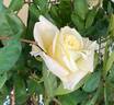 Evergreen Gene ™ rose photo