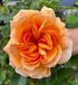 Double Easy Orange rose photo
