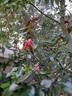 La Rose de Molinard ® rose photo