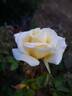 Isabella Sprunt rose photo