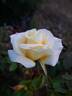 Isabella Sprunt rose photo